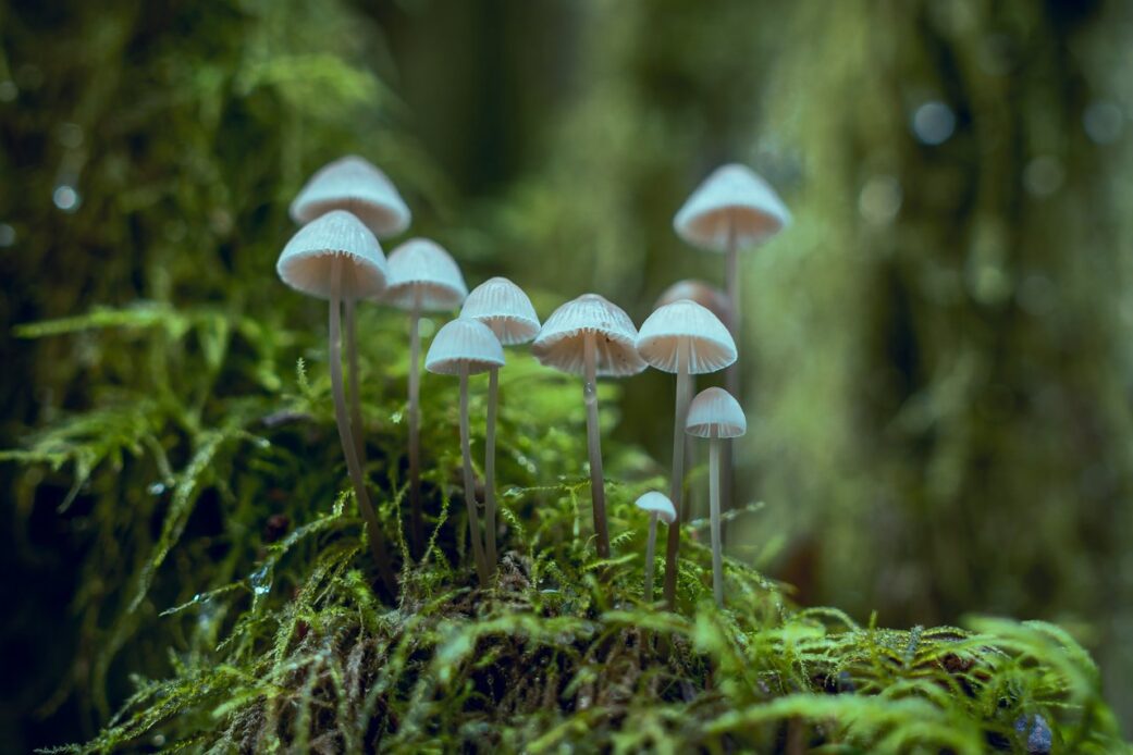 Psilocybin