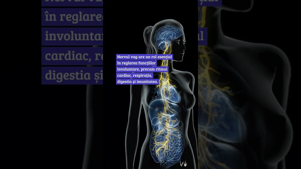 Relatia dintre nervul vag si anxietatea