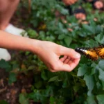 fluture 67e5496f394e1